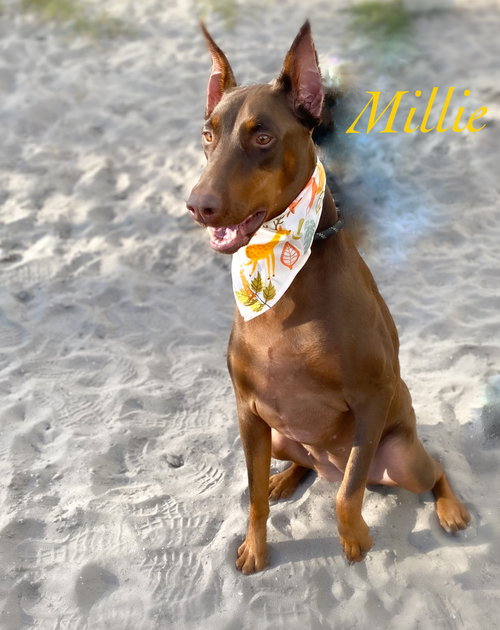 Millie