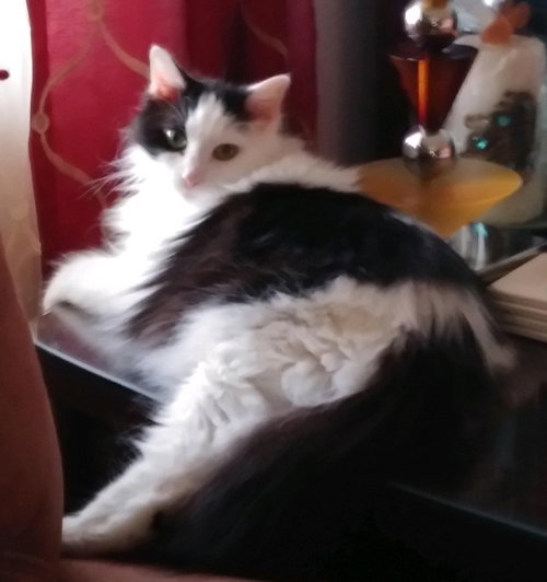 Puss FRONT DECLAWED