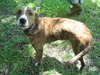 Peter Pan the Greyhound
