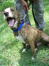 Peter Pan the Greyhound