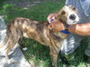 Peter Pan the Greyhound