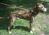 Peter Pan the Greyhound