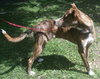 Peter Pan the Greyhound
