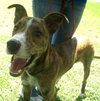 Peter Pan the Greyhound