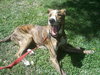 Peter Pan the Greyhound