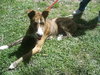 Peter Pan the Greyhound