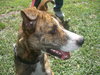 Peter Pan the Greyhound