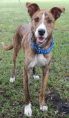 Peter Pan the Greyhound
