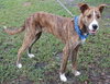 Peter Pan the Greyhound