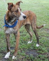 Peter Pan the Greyhound