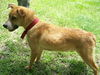 Peanut Butter the Lab