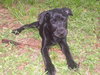 Popsicle the Puppy