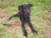Popsicle the Puppy