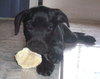 Popsicle the Puppy