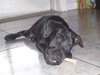 Popsicle the Puppy