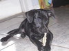 Popsicle the Puppy