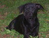 Popsicle the Puppy
