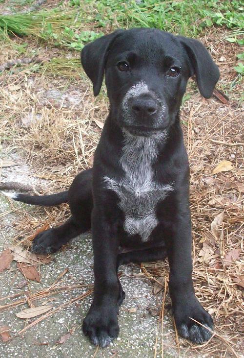 Hitchhiker the Puppy