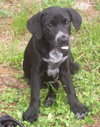 Hitchhiker the Puppy