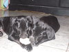 Hitchhiker the Puppy