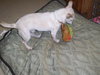 Spunky the Chihuahua