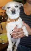 Spunky the Chihuahua