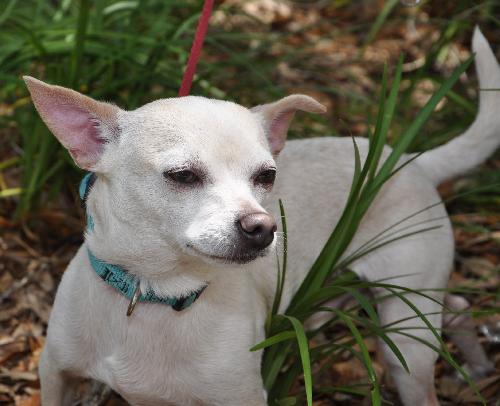 Spunky the Chihuahua