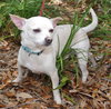 Spunky the Chihuahua