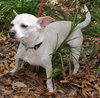 Spunky the Chihuahua