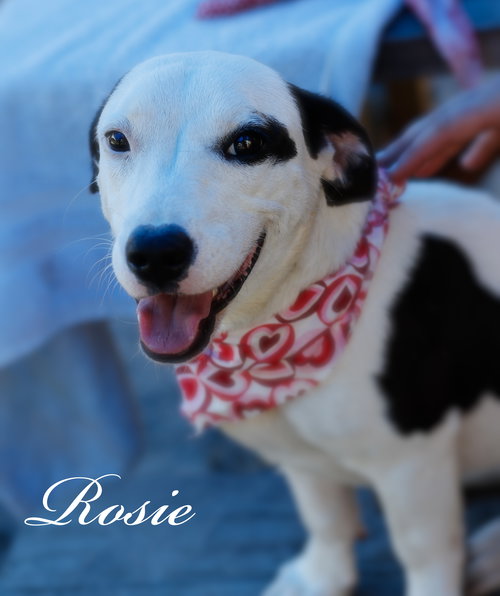 Rosie