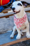 Rosie