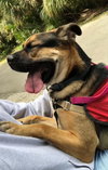 Max