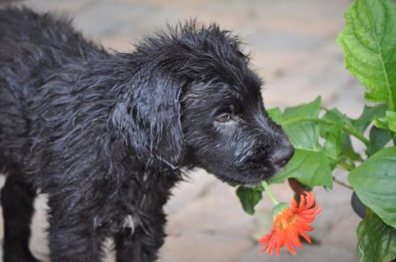 Hampton the Puppy
