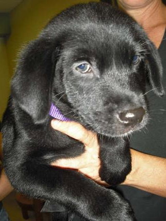 Shirley the Puppy