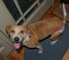 Tequila the Lab