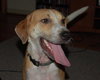 Tequila the Lab