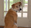 Tequila the Lab