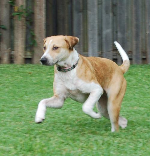 Tequila the Lab