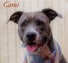 Cami