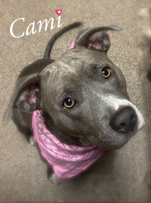 Cami