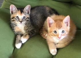 Oscar *Bonded with Lola