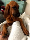 Marley