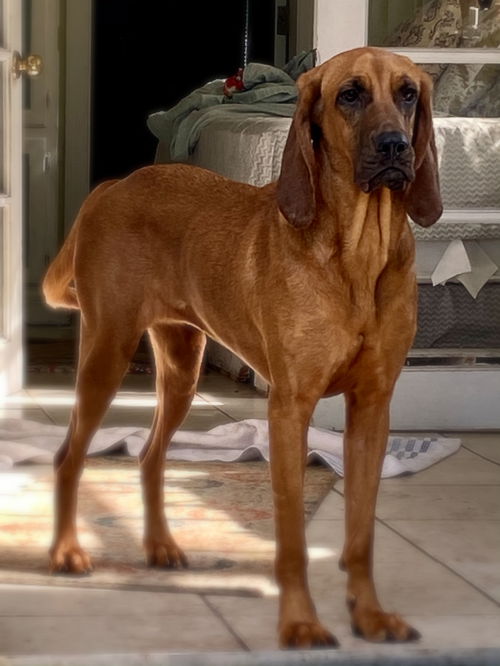 Marley