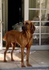 Marley