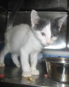 Armando the Smiling Kitten