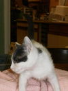 Armando the Smiling Kitten