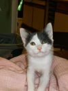 Armando the Smiling Kitten