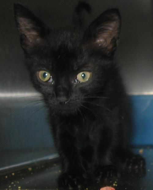 Fernando the Kitten