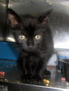 Fernando the Kitten