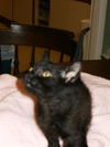 Fernando the Kitten
